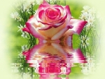 Reflecting Rose