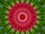 Abstract flower