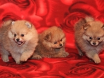Three Cute Puppies