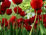 Tulips