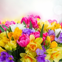 Freesia ~ Daffodils ~Tulips