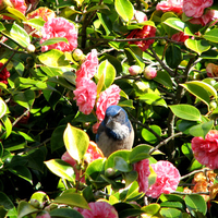 Blue Jay In The Flowers