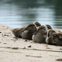 Chicks By The Reflecting Pool