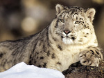 Snow Leopard King