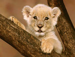Cute cub
