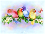 Rainbow of Lorikeets