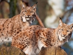 lynx