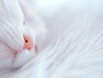 Sleeping cat