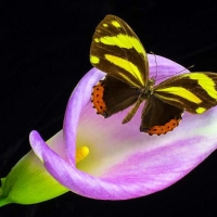 âœ¿âŠ±â€¢â•®Pink Calla & Butterflyâ•­â€¢âŠ°âœ¿