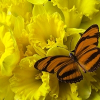 âœ¿âŠ±â€¢â•®Daffodils with Butterflyâ•­â€¢âŠ°âœ¿