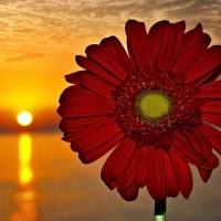 Flower at Sunset