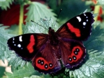 Beautiful Red Admiral