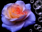 Rose and Bubbles
