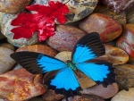 Rocks and wings