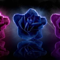 3 Beautiful Roses!