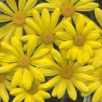 BRIGHT YELLOW DAISIES