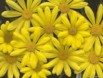 BRIGHT YELLOW DAISIES