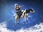 Cow Surfing