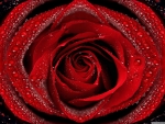 Dew on a red rose