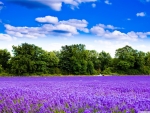 Lavender field