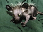 Aye Aye Lemur from Madasgascar