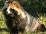 Japanese Racoon Dog