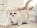Lovely White Kitten