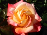 Hybrid Tea Rose