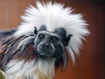 Oedipus Tamarin