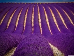 Lavender  field