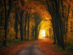 Autumn Road