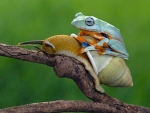 Frog riding a snail