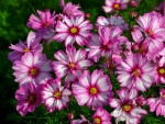 Pink flowers