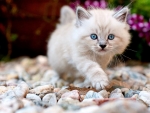 Cute Kitten
