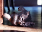 Kitten under Desk