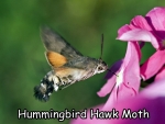 Fascinating Humming Bird Hawk Moth