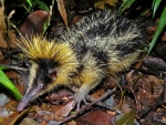 Lowland streaked Tenrec