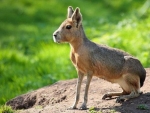 Rare species: Patagonian Mara