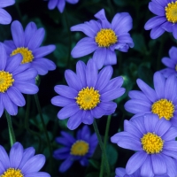 Blue Daisies