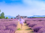 Lavender path