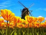 Holland windmill and tulips