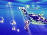 Turtle to the Light