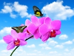 Orchids and Butterflies