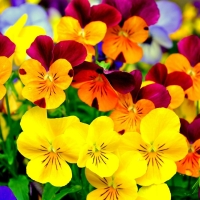 Pansies