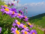 Mountain wildflowers