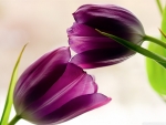 Violet Tulips