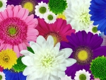Colorful Spring Flowers