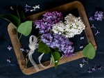 Lilacs