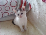 kitten