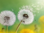 Dandelion Flowers